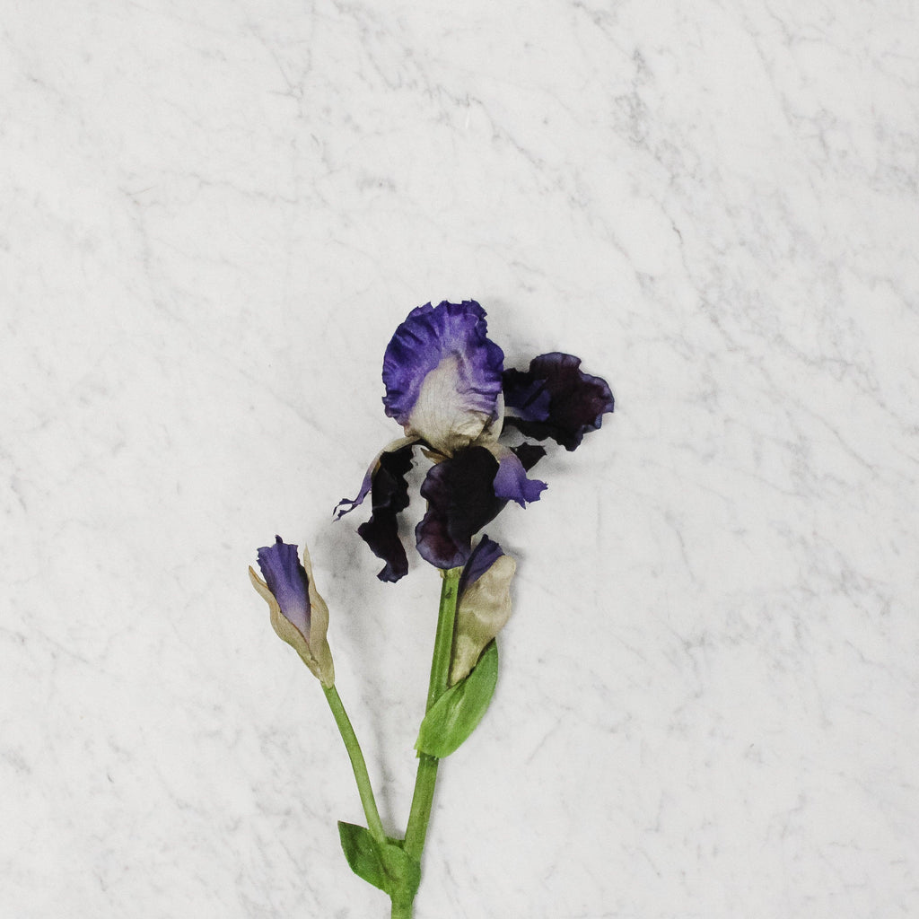 Blue Bearded Iris - Grace & Company