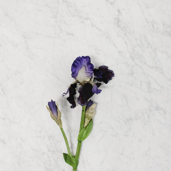 Blue Bearded Iris - Grace & Company