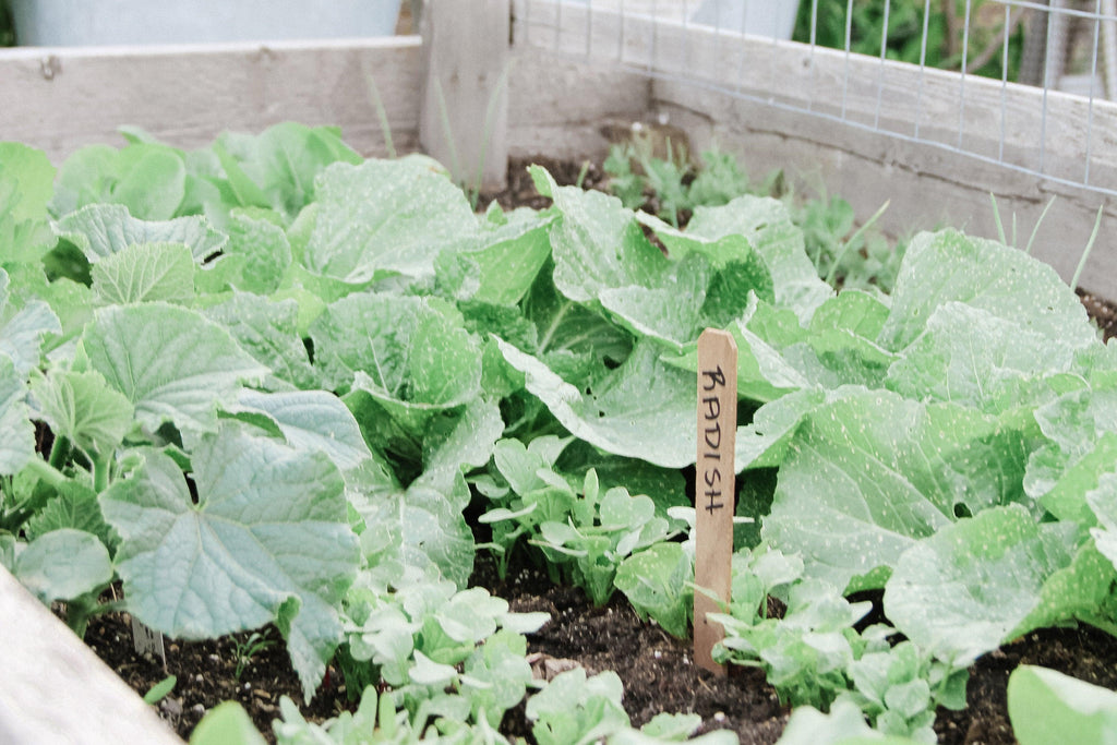 The Joy of Gardening