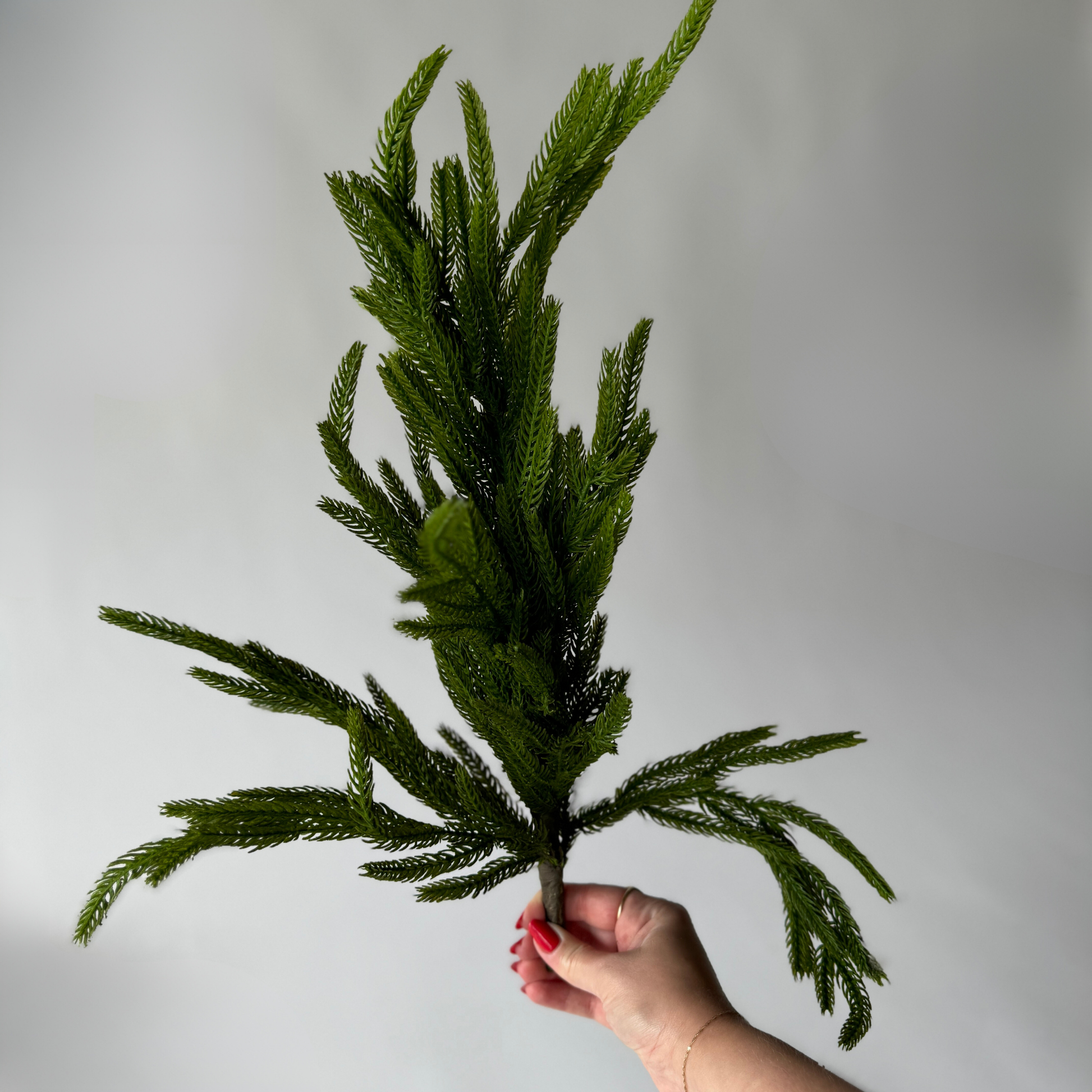 A hand with red nails holds a Fresh Touch Norfolk Pine from Grace & Company against a light gray background.
