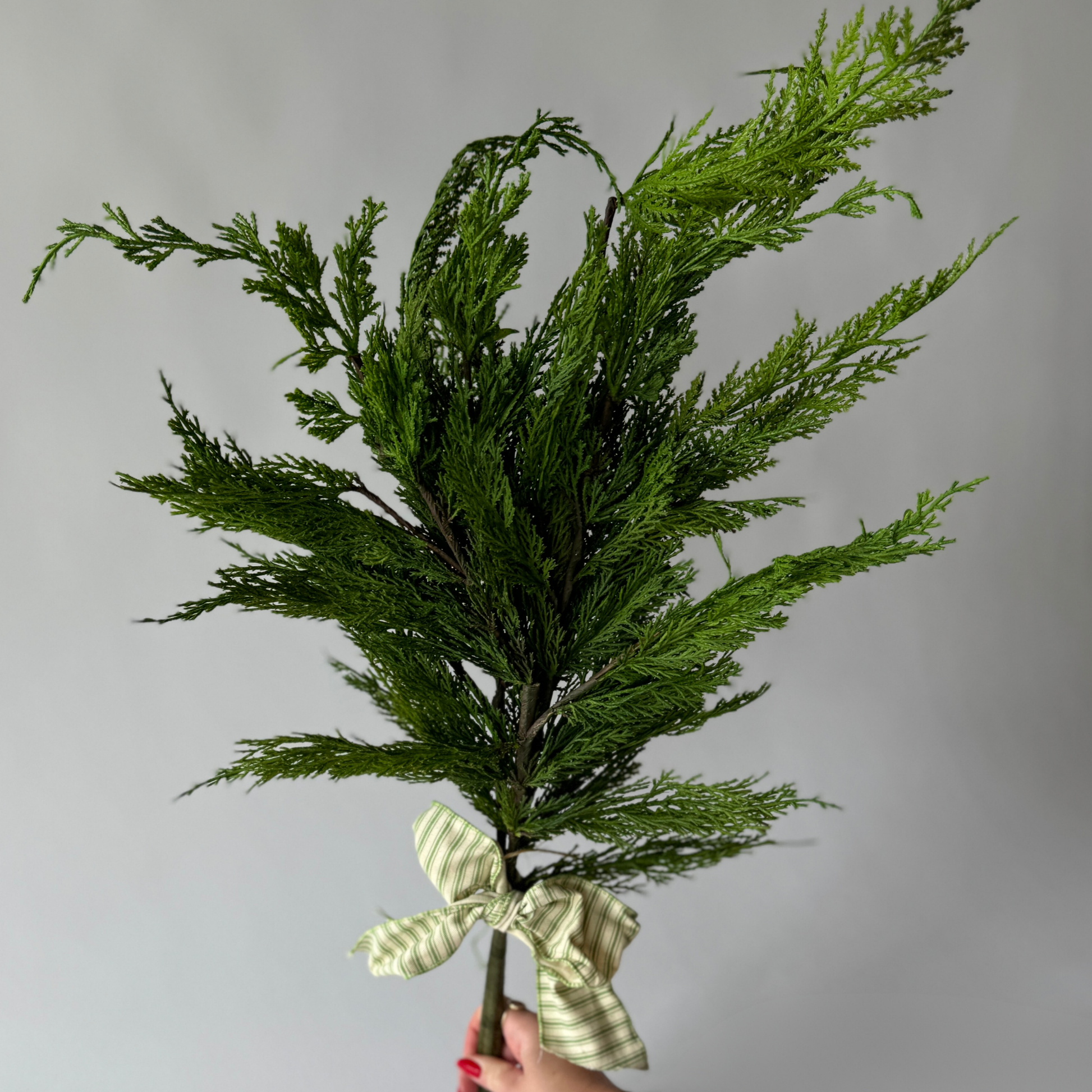 A hand holds Grace & Companys Fresh Touch Norfolk Pine, tied with a striped ribbon, against a gray background.