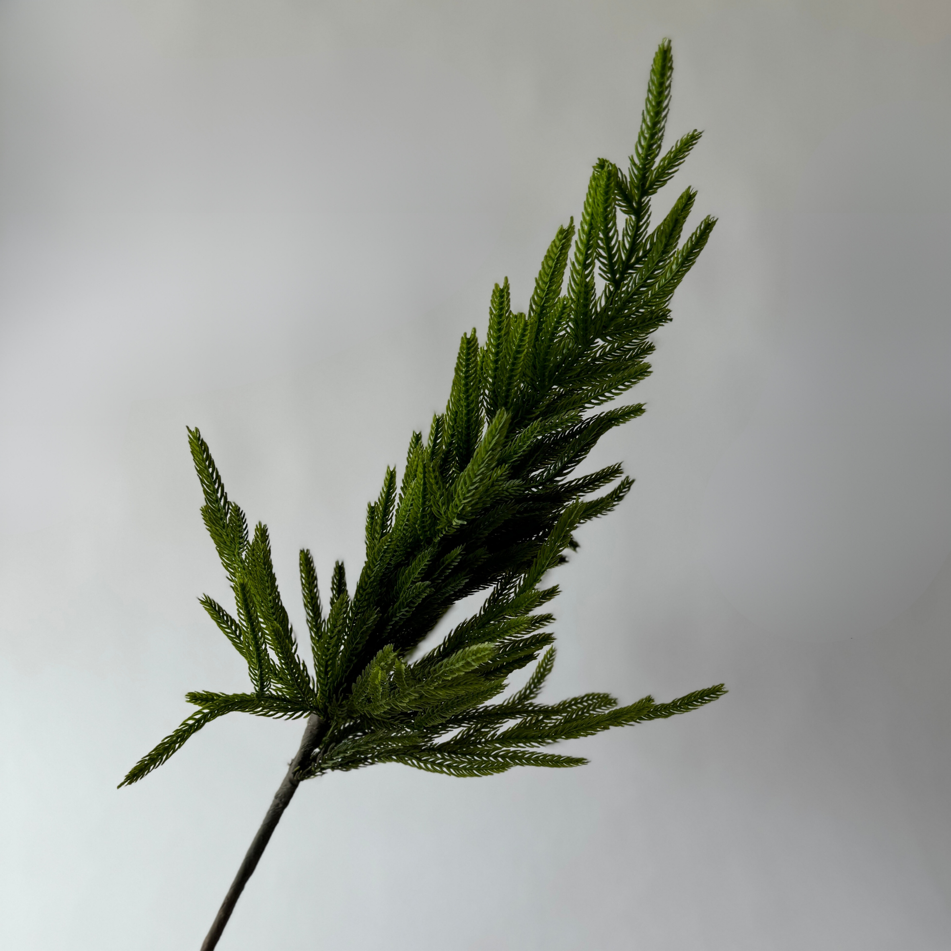 A Fresh Touch Norfolk Pine branch from Grace & Company with needle-like leaves against a plain gray background.