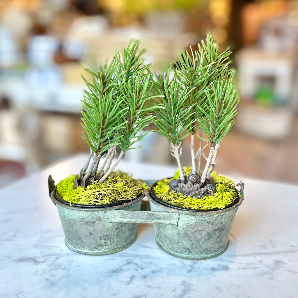 Fir Trees in Bucket