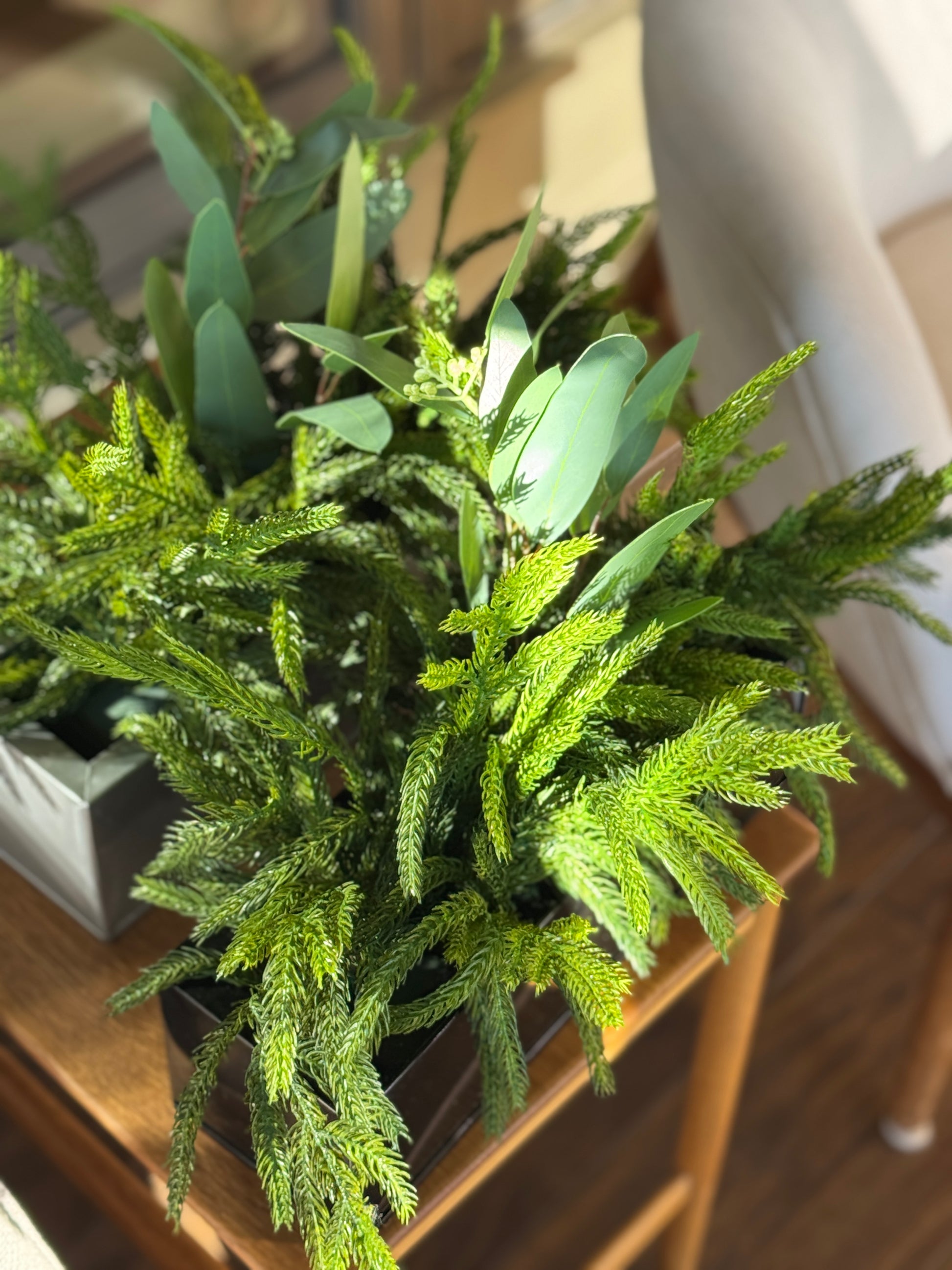 A green leafy plant in a pot sits on a wooden table in sunlight next to a white upholstered chair.