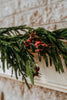 Fresh Touch Norfolk Pine  Collection