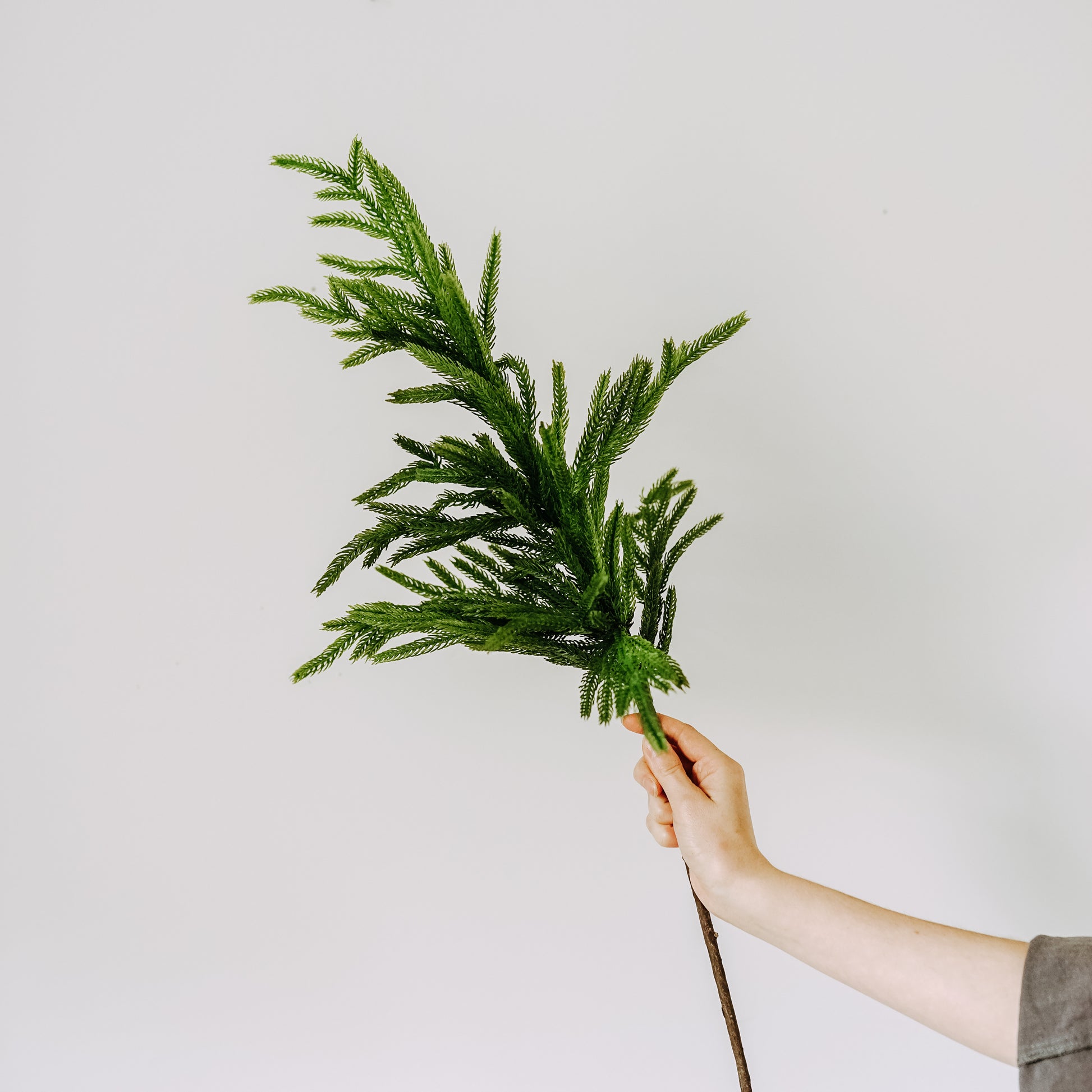A hand holding a green pine branch against a plain white background.