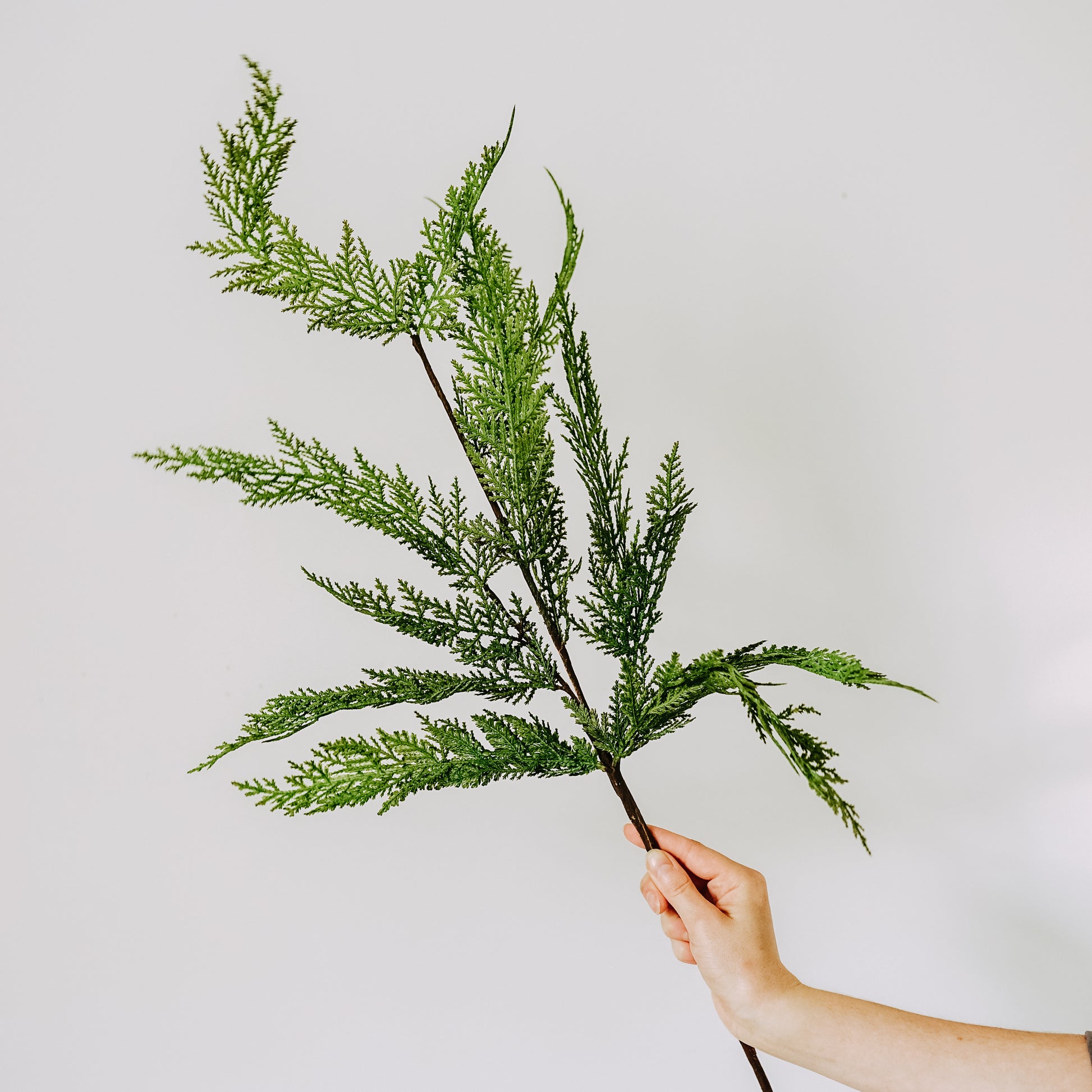 A hand holding a green fern branch against a plain white background.