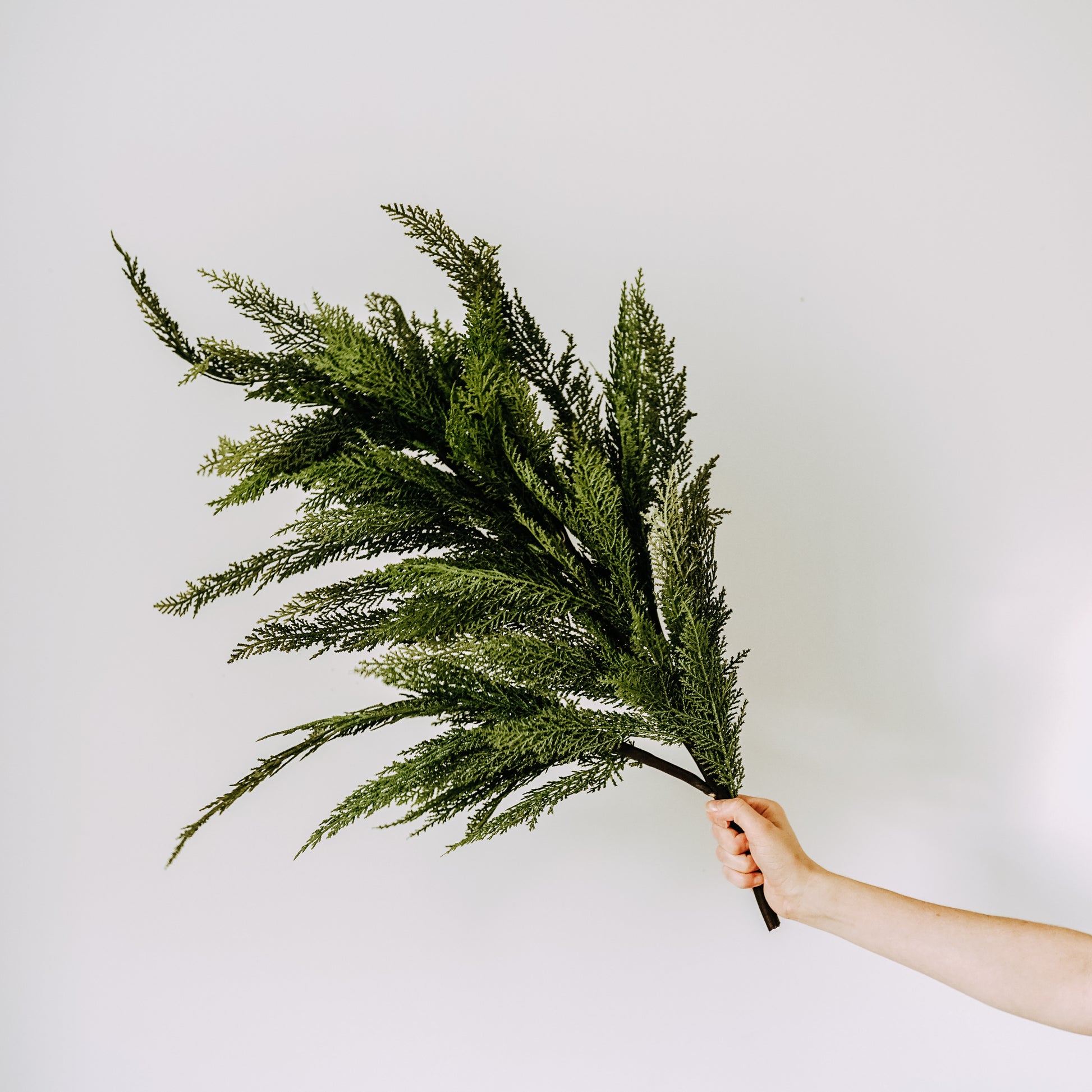 A hand holding a bunch of green, leafy branches against a plain white background.