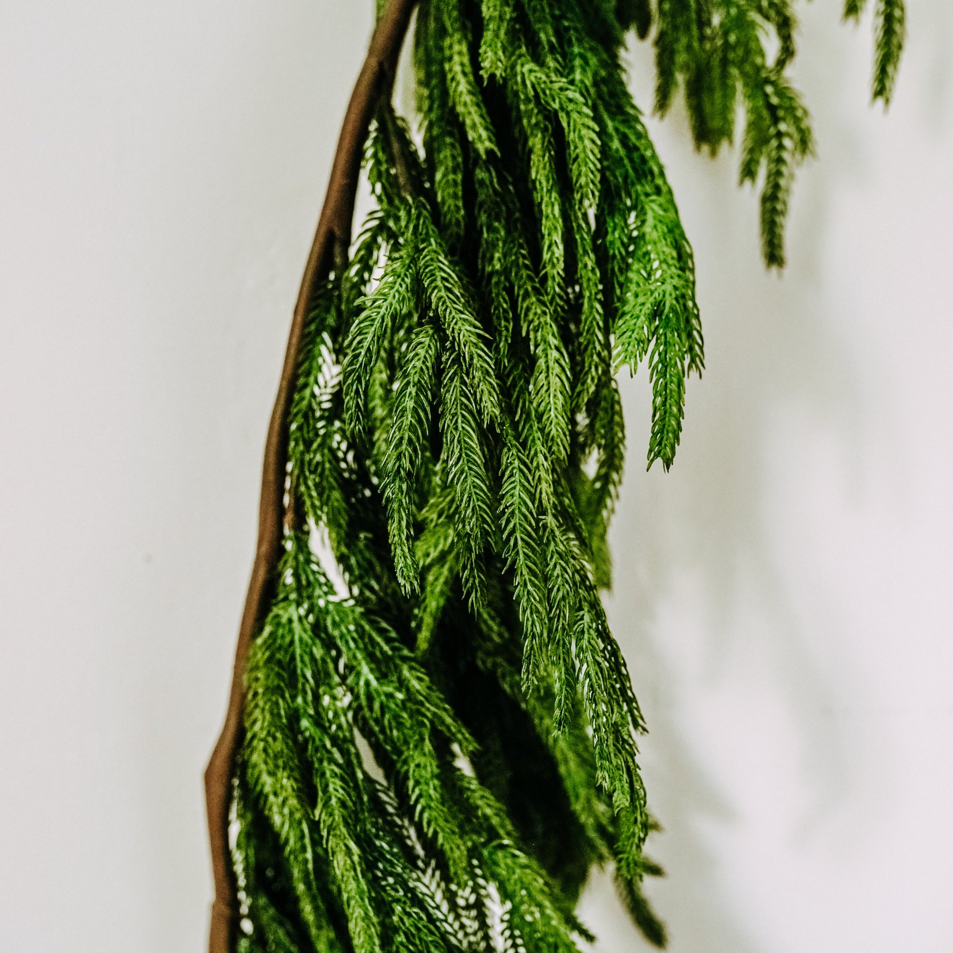 Fresh Touch Norfolk Pine Collection by Grace & Company features green pine branches against a plain white background.