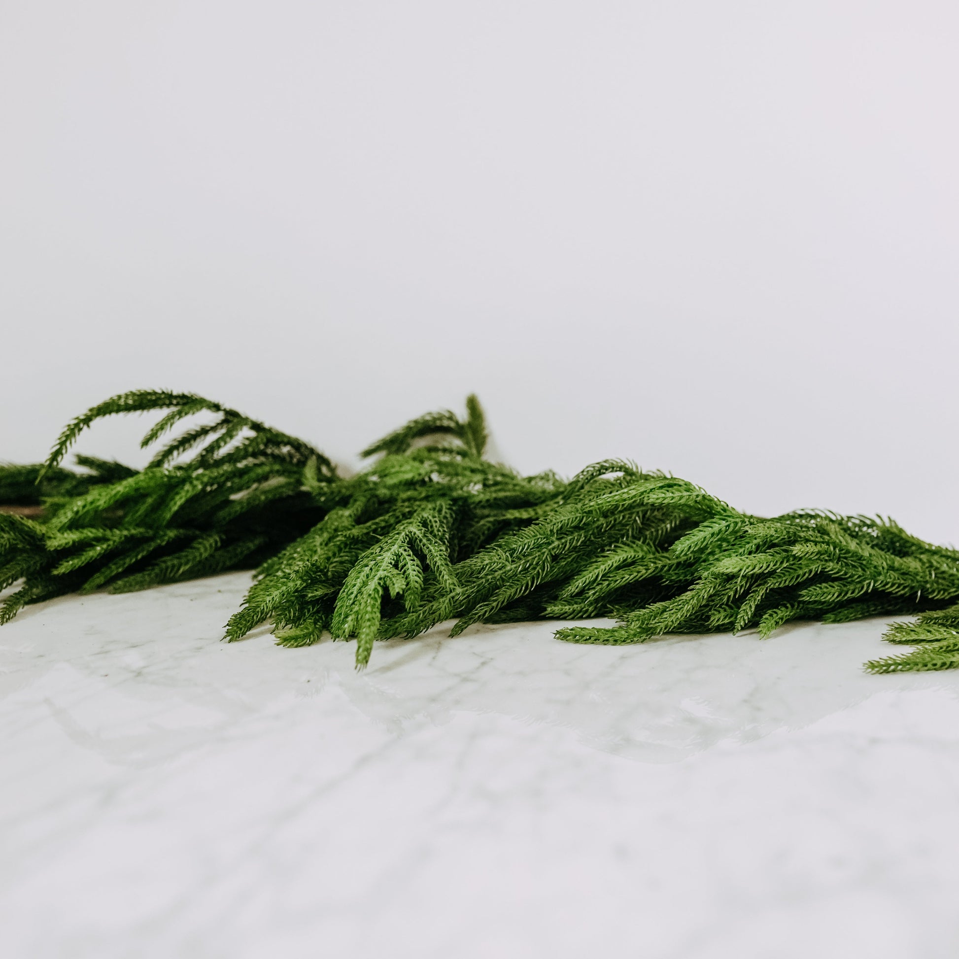 Fresh Touch Norfolk Pine Collection by Grace & Company on white marble with a plain white background.