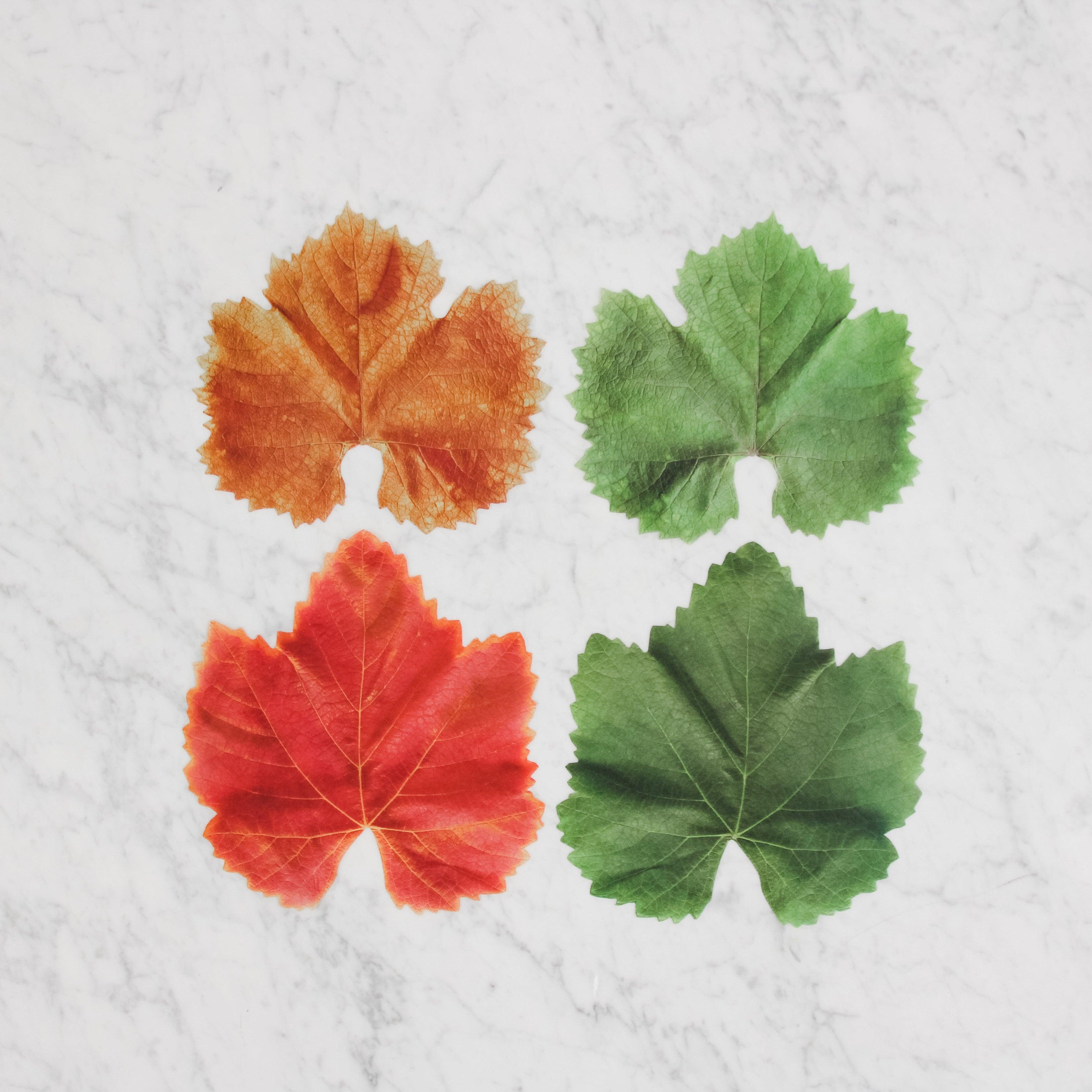 Four G&C Cheese Papers - Grape Leaves by Grace & Company ltd: green, orange, and red on white marble in a square.