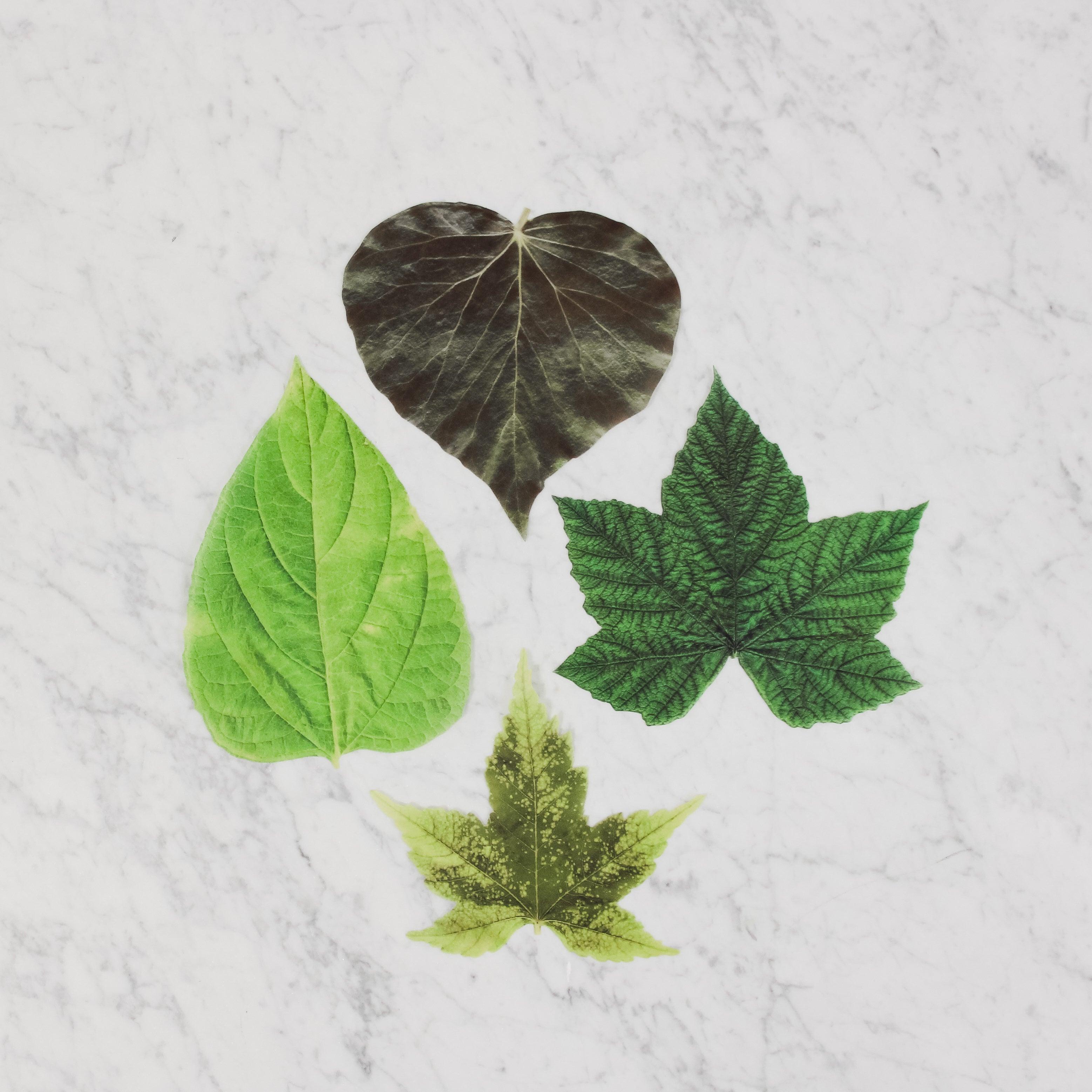 Four G&C Cheese Papers - Green Leaves by Grace & Company ltd are arranged on a white marble surface.