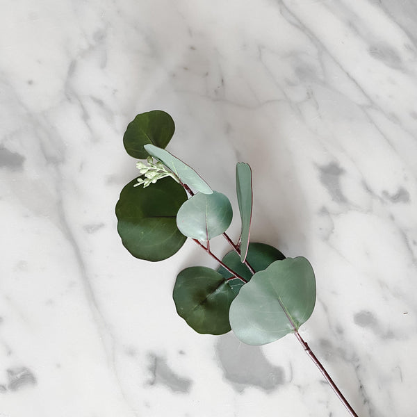 Round Leaf Eucalyptus Stem - Grace & Company