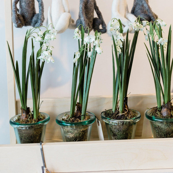 Faux Paperwhites in Moss +Glass - Grace & Company