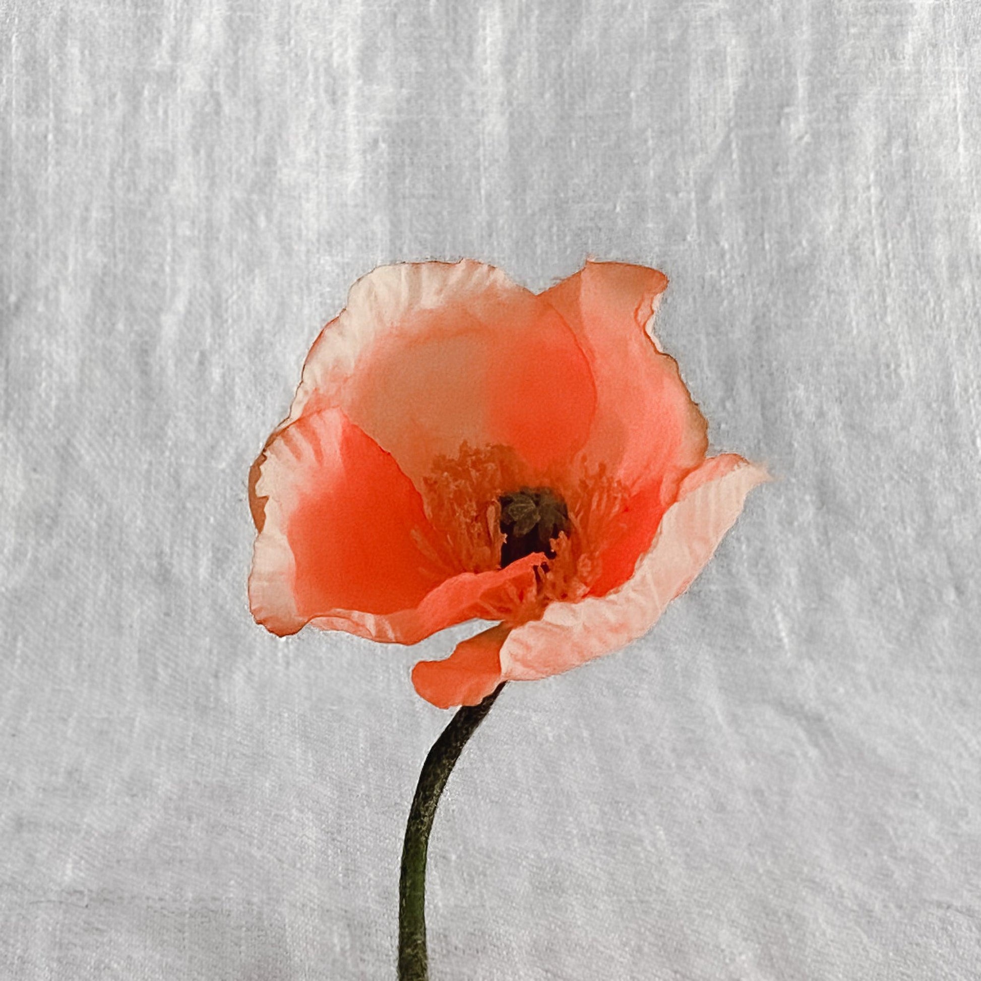 An Orange Poppy by Grace & Company with delicate petals on a green stem, set against a light gray textured background.