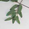 Oval Eucalyptus Stem - Grace & Company